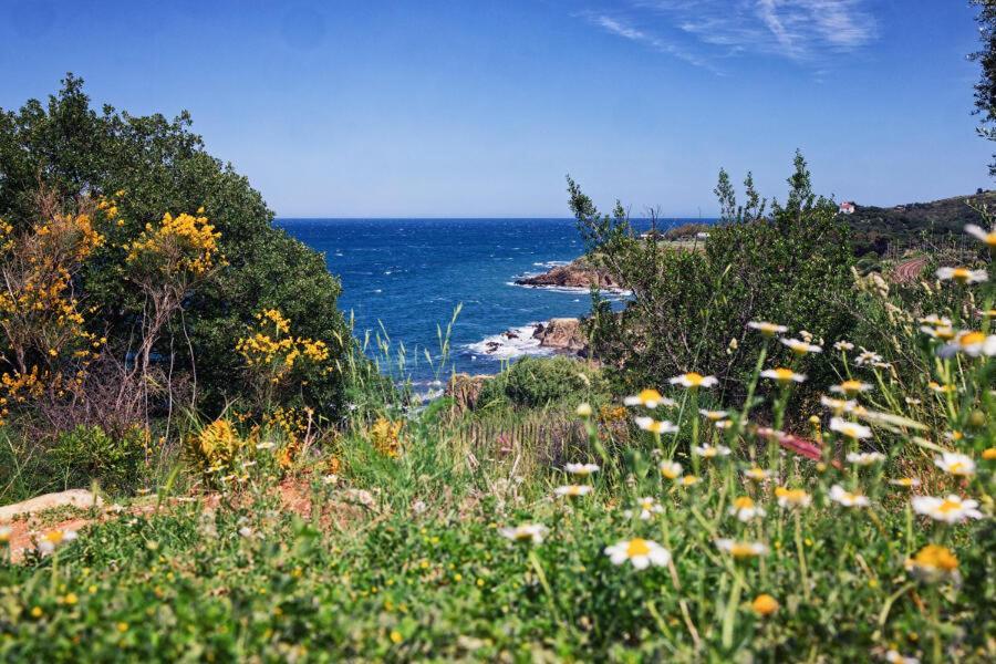 Residence Antinea Argelès-sur-Mer Zewnętrze zdjęcie